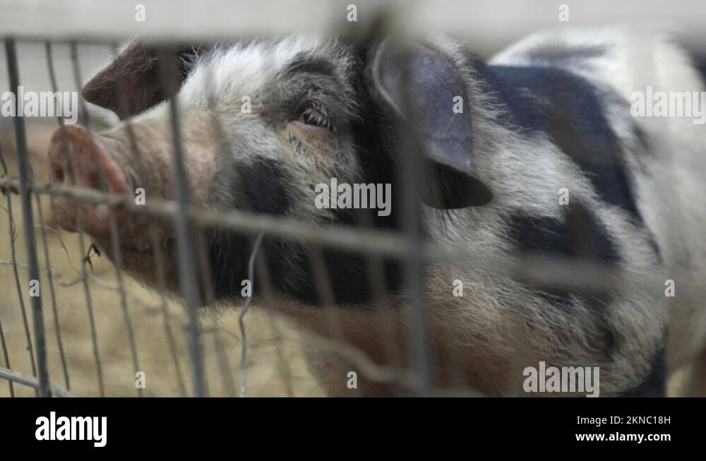 Pig with floppy ears Stock Videos & Footage HD and 4K Video Clips Alamy