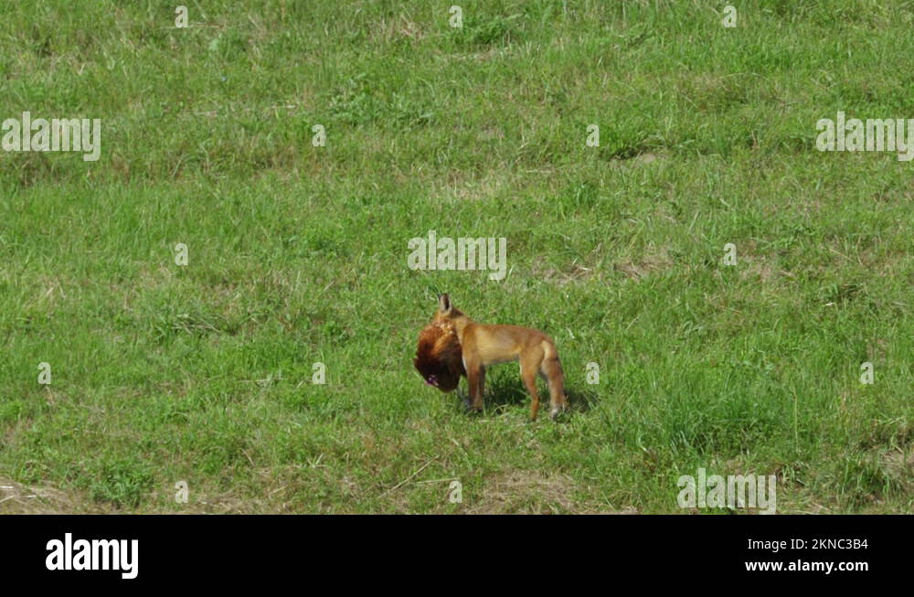 Red Fox Steals Chicken on Farm and Runs Away Into Forest. Fox Dragging