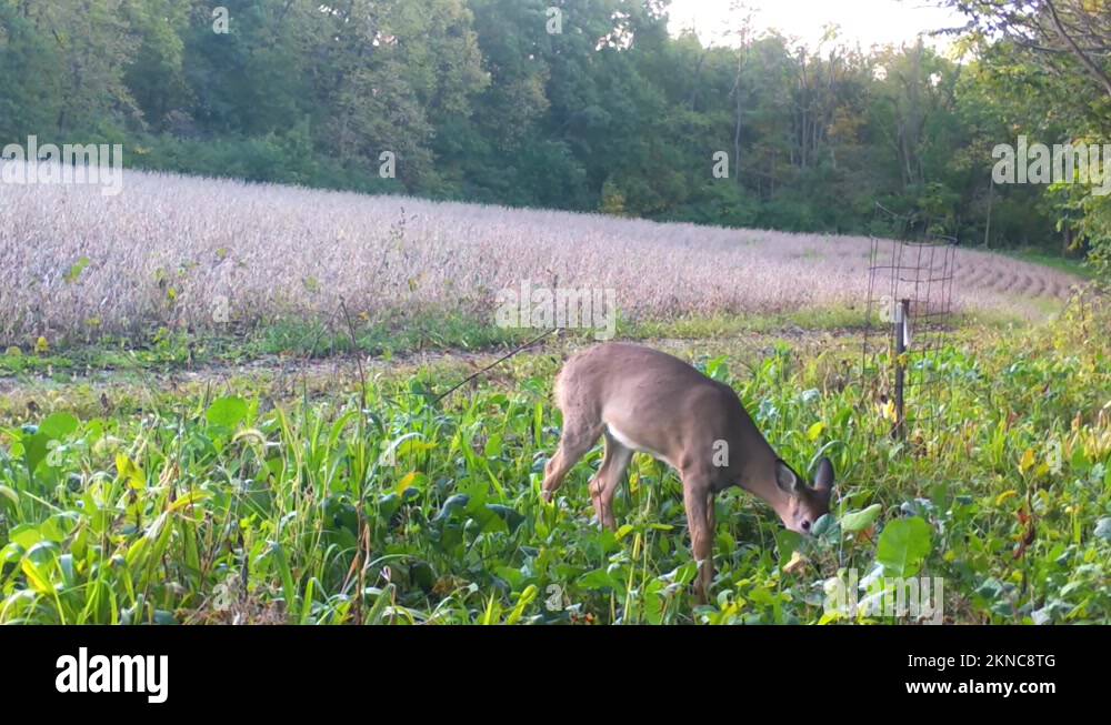 Whitetail Deer munching on radishes from a food plot near a soybean