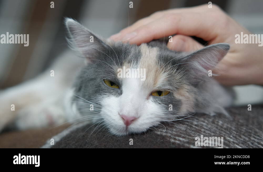 Pat pet Stock Videos & Footage HD and 4K Video Clips Alamy