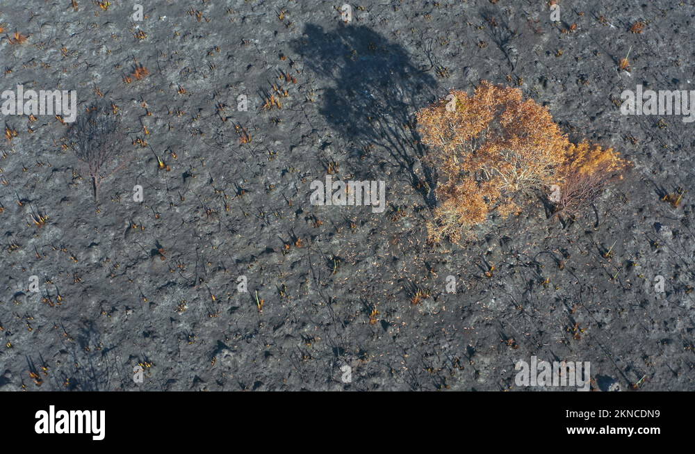 Climate change and global warming landscape. Burnt land after wildfire