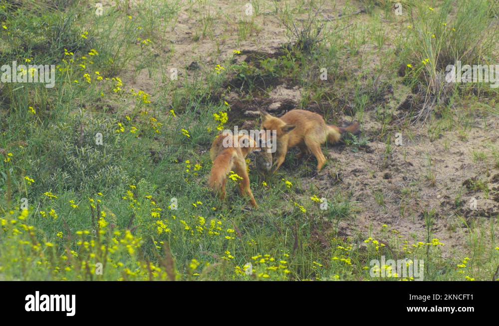Tug Of War Between Two Wild Red Foxes Fighting Over Dead Rabbit . Slow ...