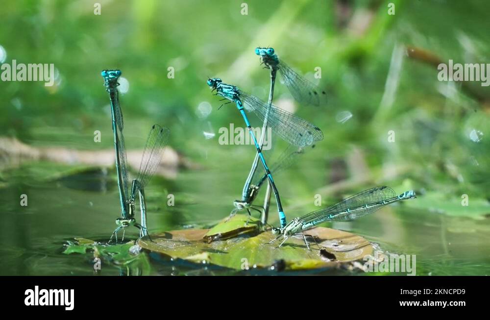 Group of Damselfly blue dragonfly mating attached to each other on ...
