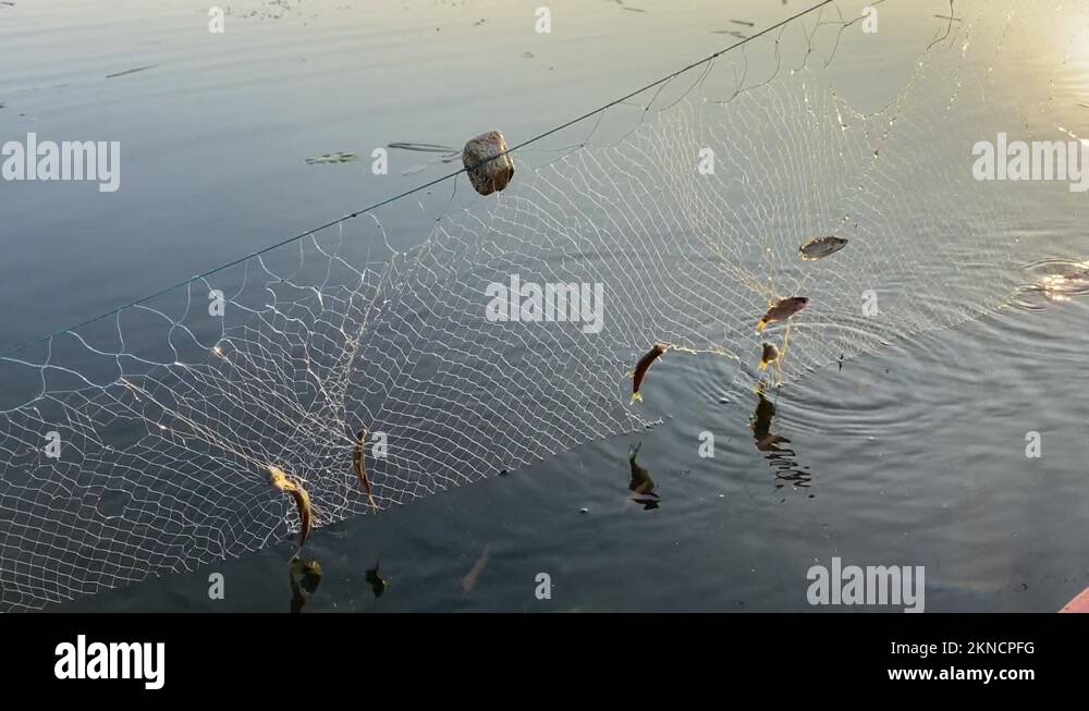 Chinese fishing nets (Cheena vala) are a type of stationary lift net in