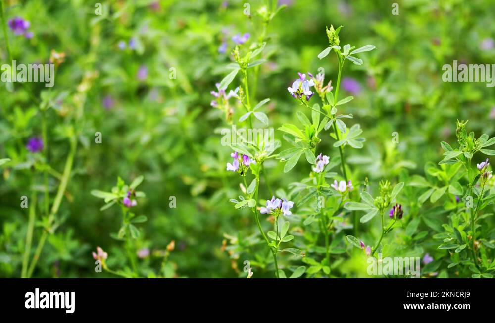 Blossom and minerals Stock Videos & Footage HD and 4K Video Clips Alamy