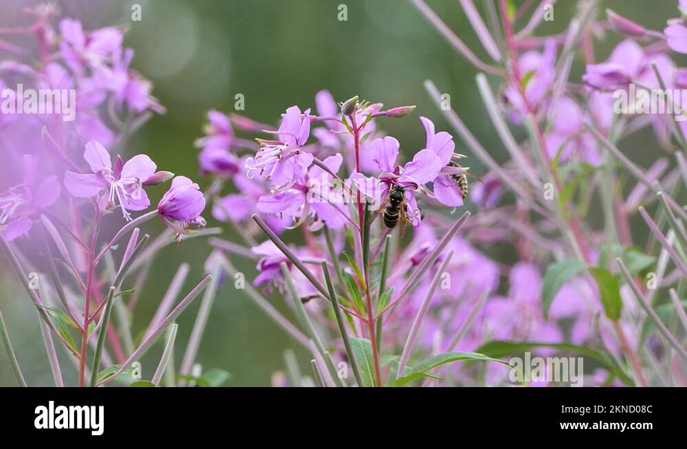 Attract bees and insects Stock Videos & Footage HD and 4K Video Clips