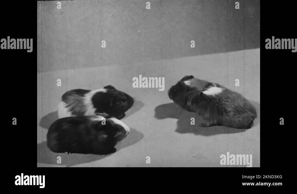 Pair of guinea pigs Stock Videos & Footage HD and 4K Video Clips Alamy
