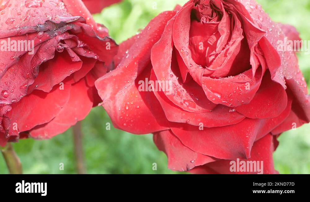 Dead red roses Stock Videos & Footage - HD and 4K Video Clips - Alamy