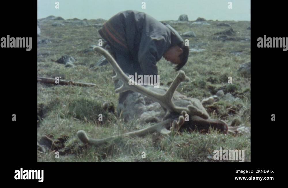 1970s Inuit man skins dead caribou in field. Golden Plover runs across