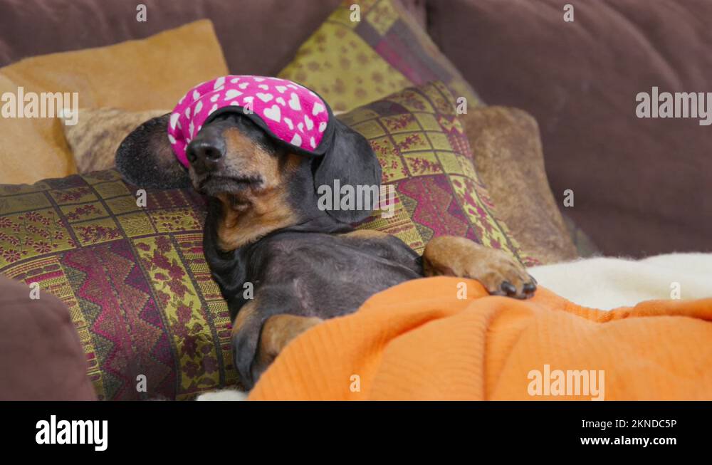 Dog covering face Stock Videos & Footage HD and 4K Video Clips Alamy