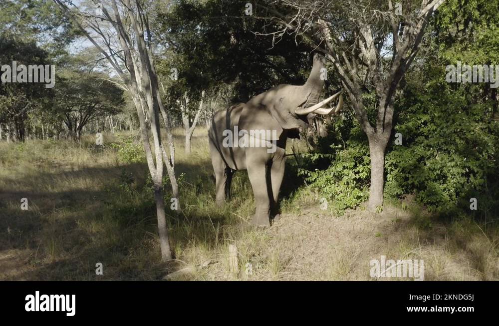 Zimbabwe tree Stock Videos & Footage HD and 4K Video Clips Alamy