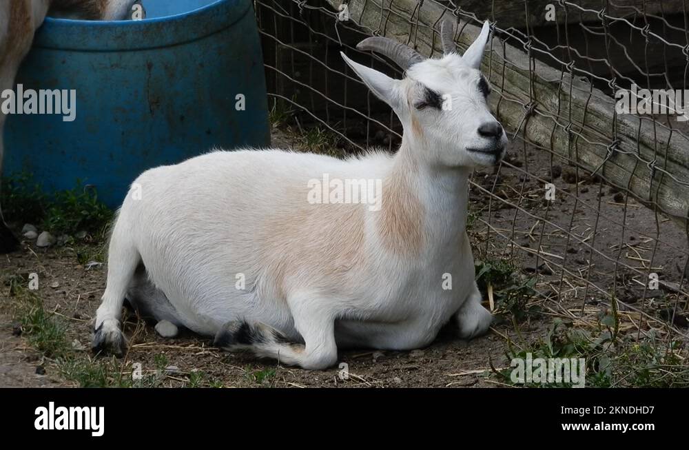 Baby Goat Kid Rocking Back And Forth While Sitting Down In Petting Zoo By Fe Stock Video Footage