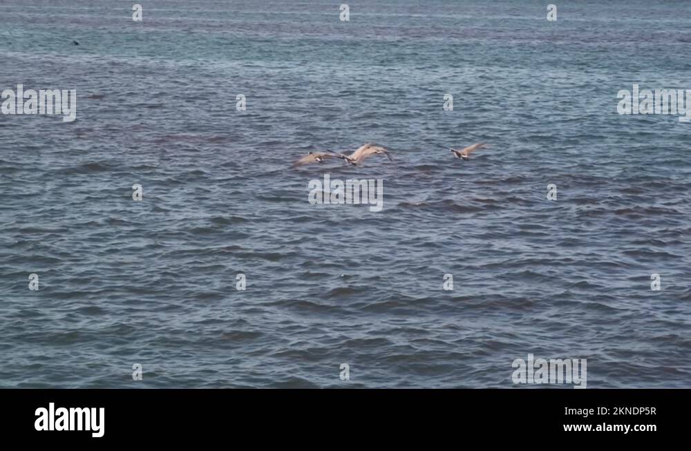 Flapping birds Stock Videos & Footage HD and 4K Video Clips Alamy