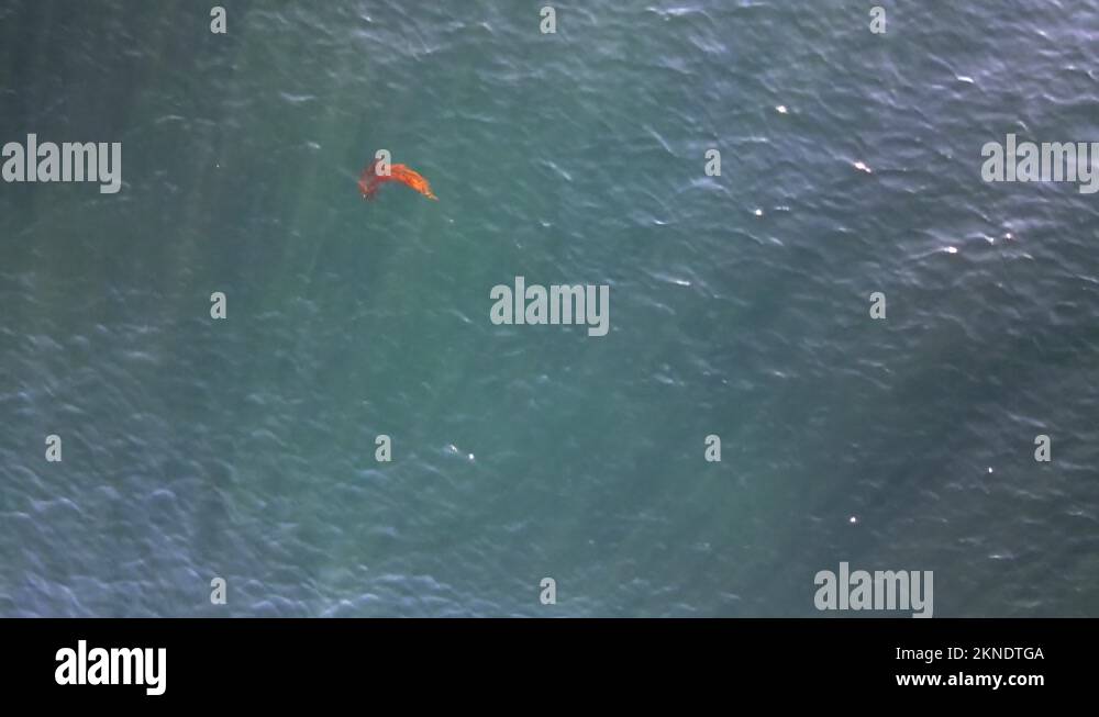 Single detached piece of algae floating in the Salish sea on Vancouver ...