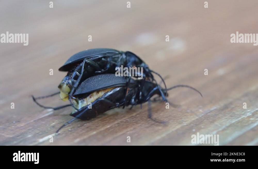 Darkling beetle Superworm or Zophobas morio. two big black bugs