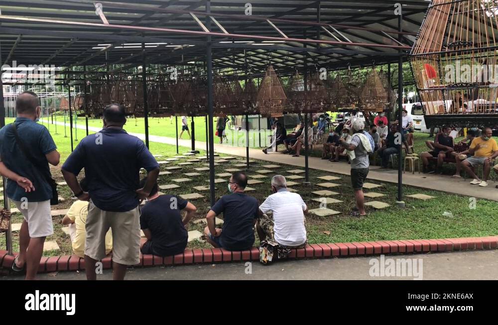 Singapore Birdkeepers and cages at Kebun Baru Birdsinging Club, 4K