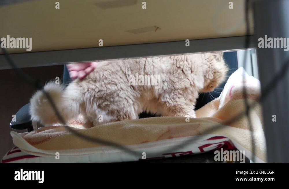 The motion of a Persian cat with cute paws massages its blanket on a