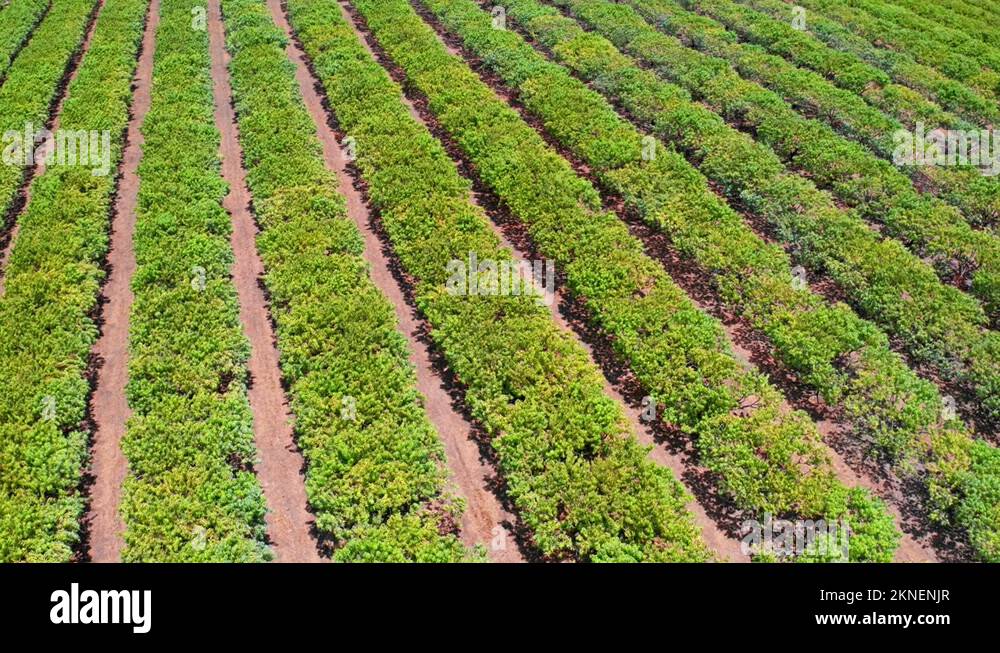 Mango australia Stock Videos & Footage HD and 4K Video Clips Alamy