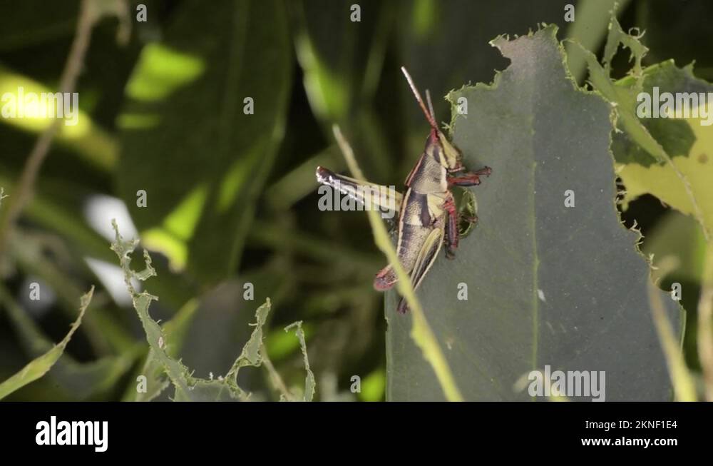 Cricket eating a leaf Stock Videos & Footage HD and 4K Video Clips