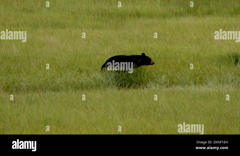 Black Bear Walking In The Midst Of Grassland To Hunt Food. wide shot