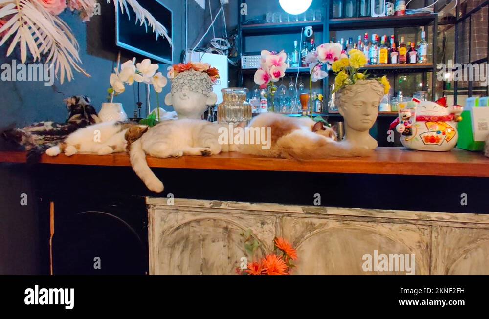 Cats laying on the counter of a Cat Cafe in Beijing China Stock Video