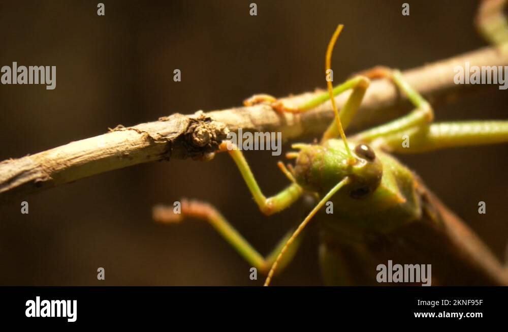 Locust cartoon illustration Stock Videos & Footage - HD and 4K Video ...