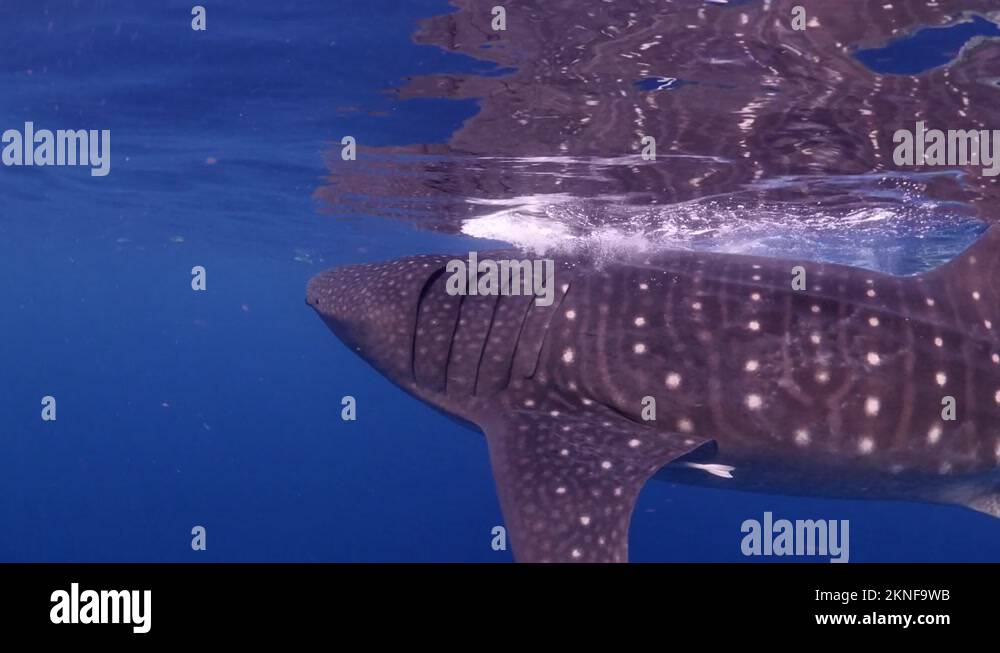 Shark pups Stock Videos & Footage - HD and 4K Video Clips - Alamy