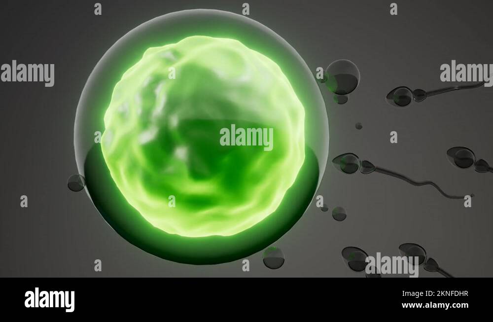 Sperm And Egg Cell Model Of Microscopic Research Stock Video Footage Alamy