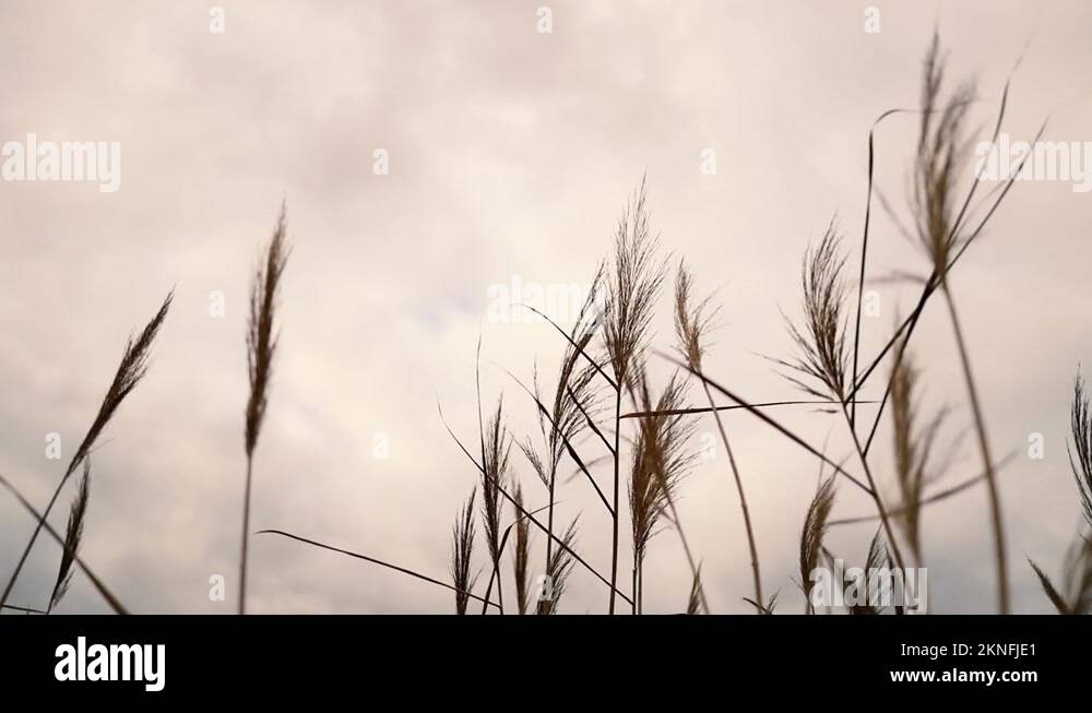 Brown pampas grass outdoor moving in the wind on nature background ...