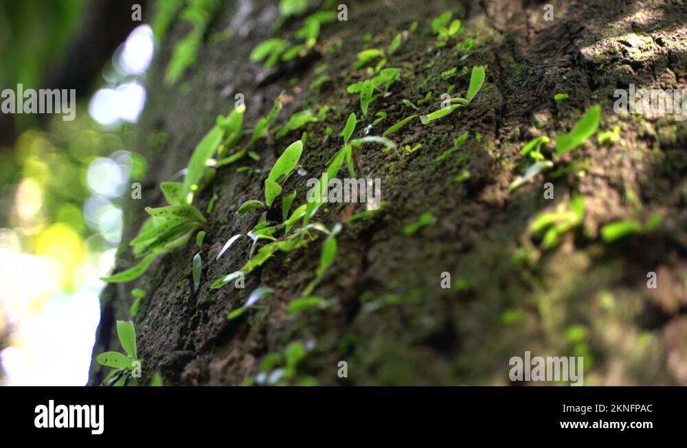 Plants that grow on trees Stock Videos & Footage HD and 4K Video