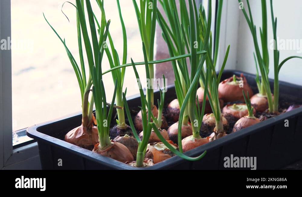 How to grow onions Stock Videos & Footage HD and 4K Video Clips Alamy