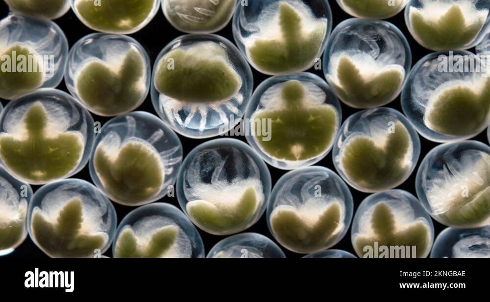 Crab larvae Stock Videos & Footage HD and 4K Video Clips Alamy