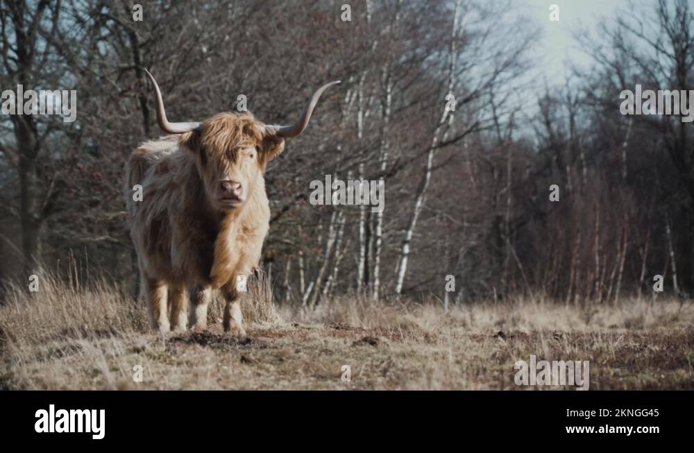 Scottish breed cattle Stock Videos & Footage - HD and 4K Video Clips