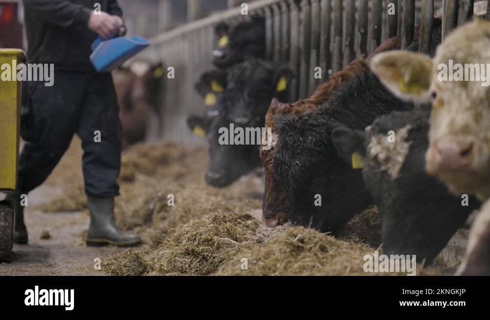 Farmer throws grain on top of hay for beef cattle to feed on; beef