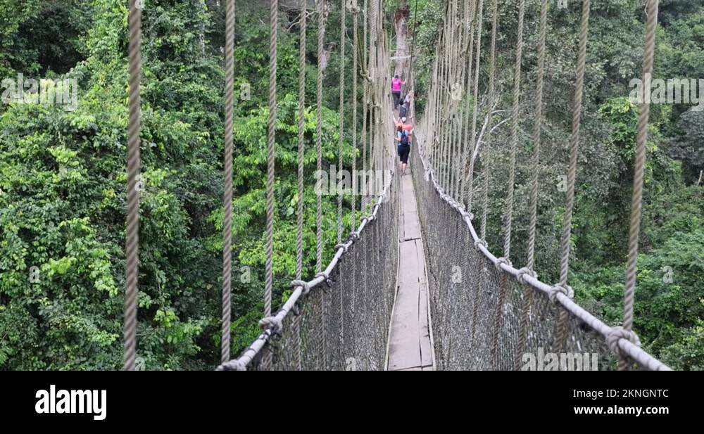 Rope bridge rainforest Stock Videos & Footage HD and 4K Video Clips