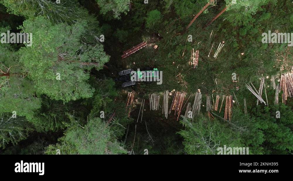 Cuttingspruce Stock Videos & Footage HD and 4K Video Clips Alamy