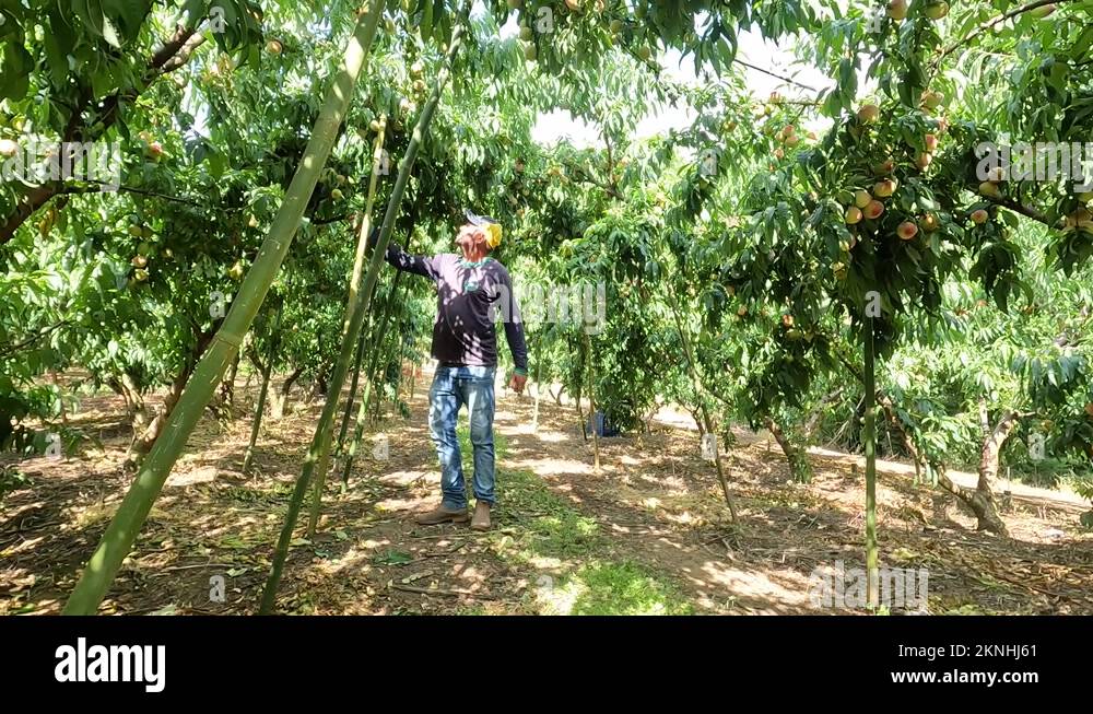 Peach tree harvesting Stock Videos & Footage - HD and 4K Video Clips