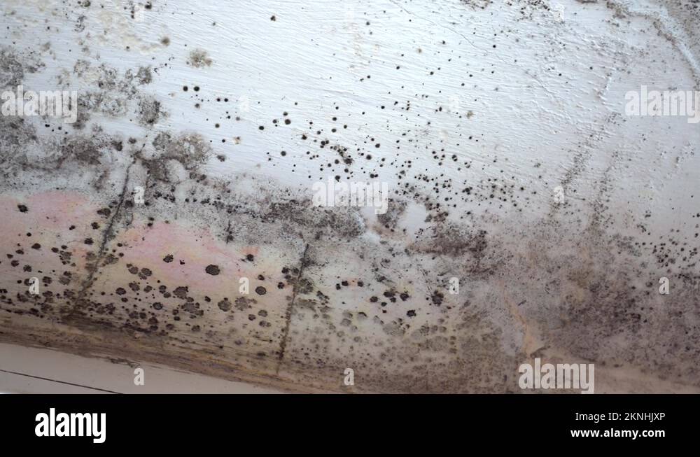 Stachybotrys chartarum Stock Videos & Footage - HD and 4K Video Clips ...