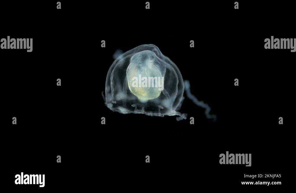 jellyfish under a microscope, possibly Hydractiniidae family, suborder