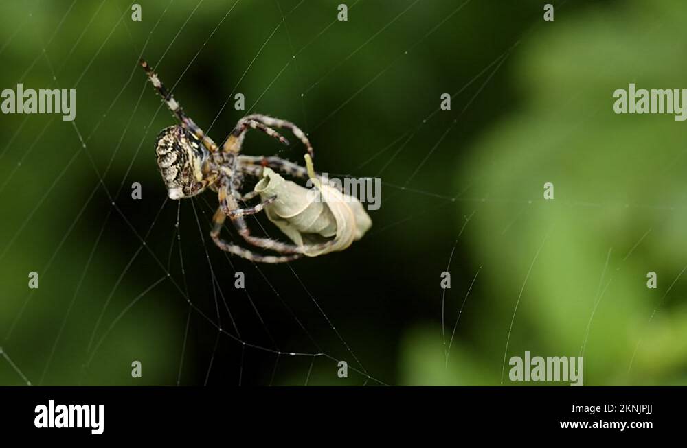 European house spiders Stock Videos & Footage - HD and 4K Video Clips ...