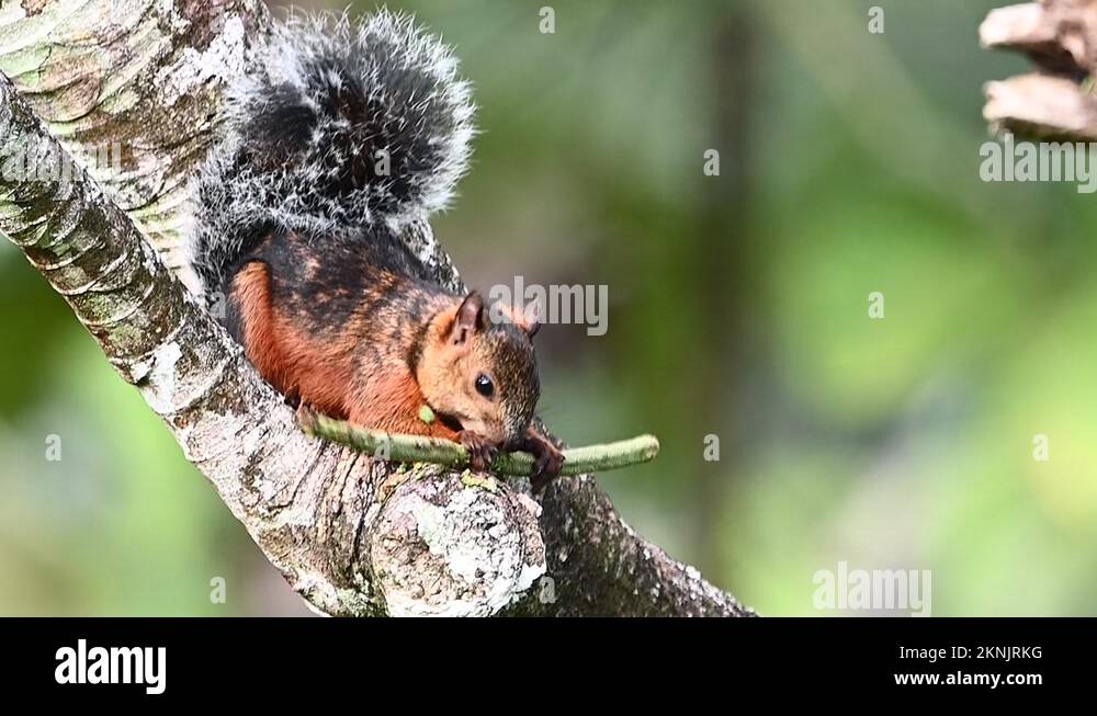 Sciurus variegatoides rigidus Stock Videos & Footage HD and 4K Video