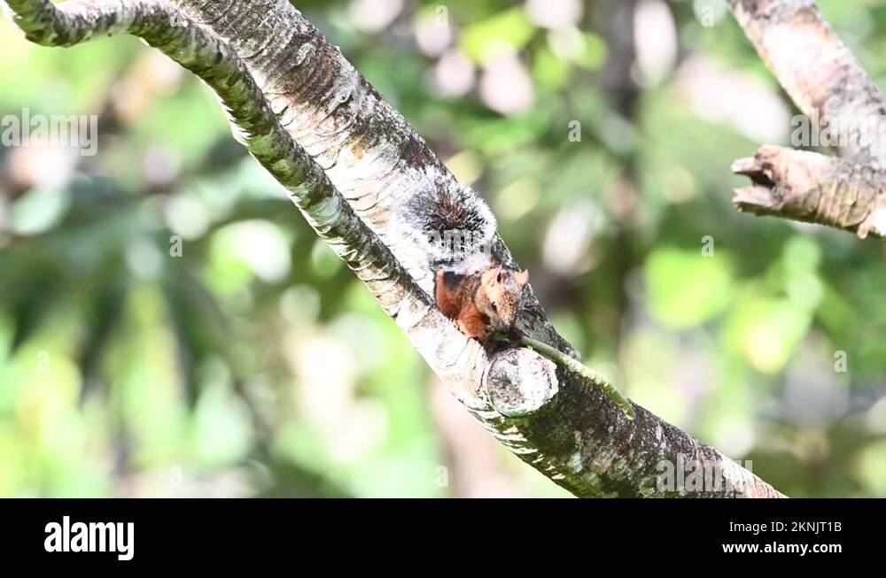 Variegated squirrel eating the top of seedling from Ambay pumpwood tree