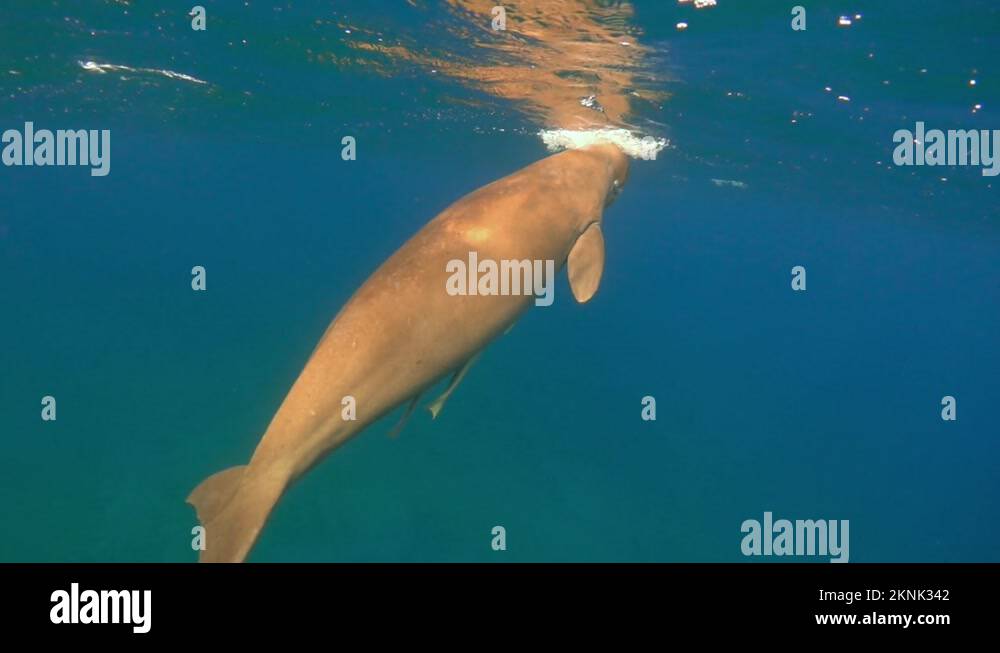 Qatar underwater Stock Videos & Footage - HD and 4K Video Clips - Alamy