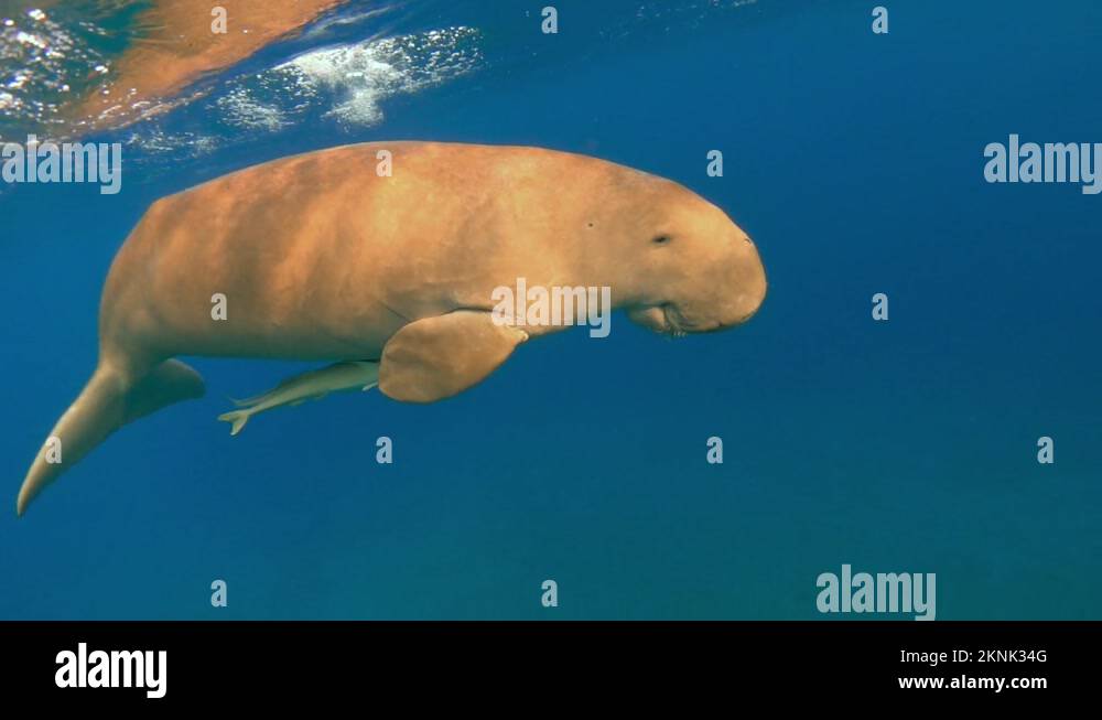 Dugong indian ocean Stock Videos & Footage - HD and 4K Video Clips - Alamy