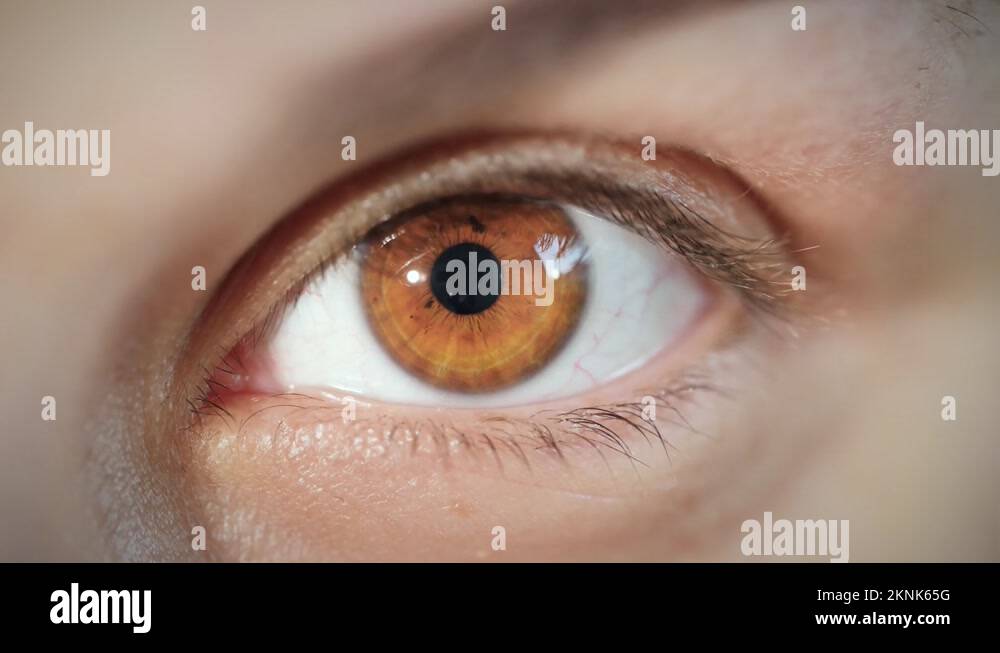 Macro extreme close up beautiful female brown eye with dilated pupil