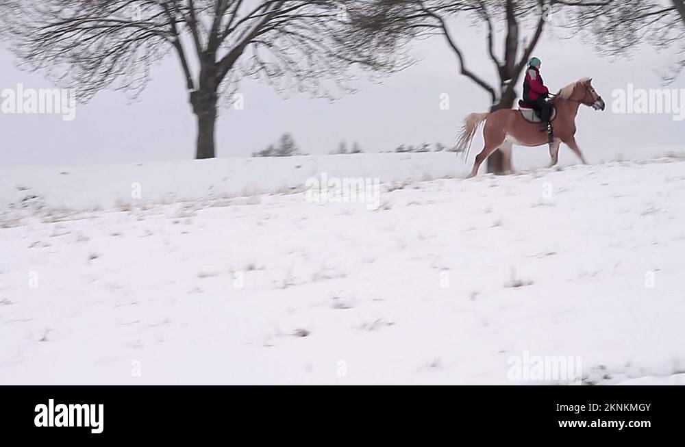 Horse with no rider Stock Videos & Footage HD and 4K Video Clips Alamy