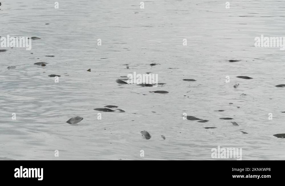 Commercial flock Stock Videos & Footage HD and 4K Video Clips Alamy