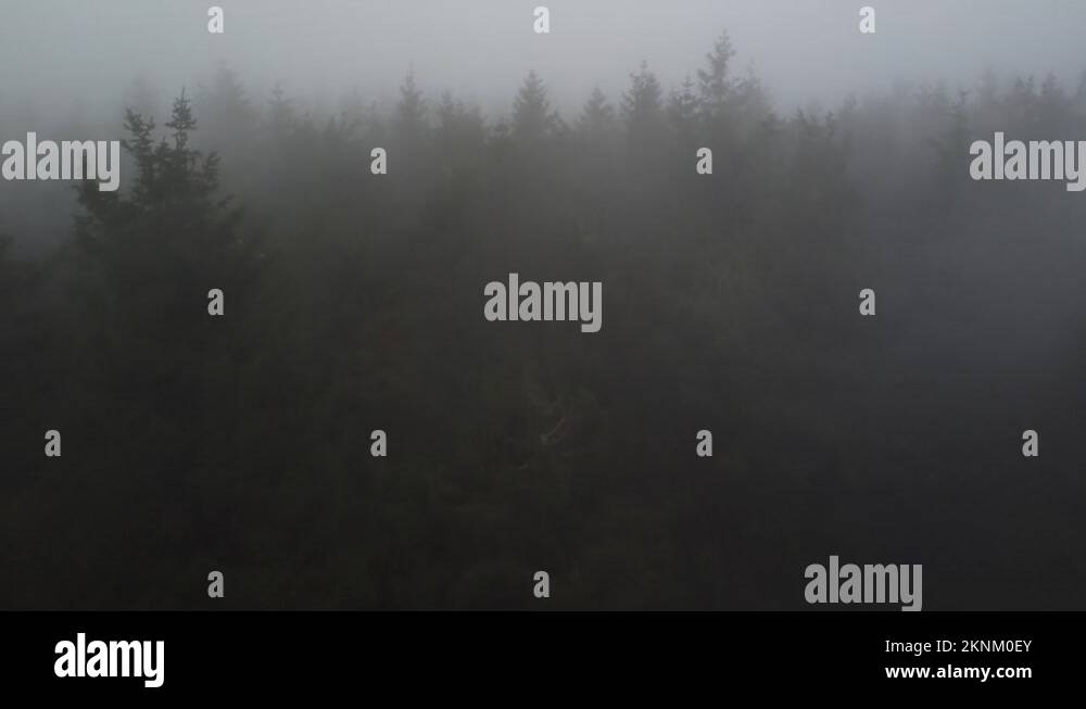 Conifer forest covered in dense mist, aerial fly over tree tops view Stock Video Footage Alamy