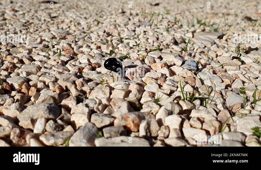 Hidden Danger? The Truth About 1Mm Black Beetles You Need To See - iekjuzw