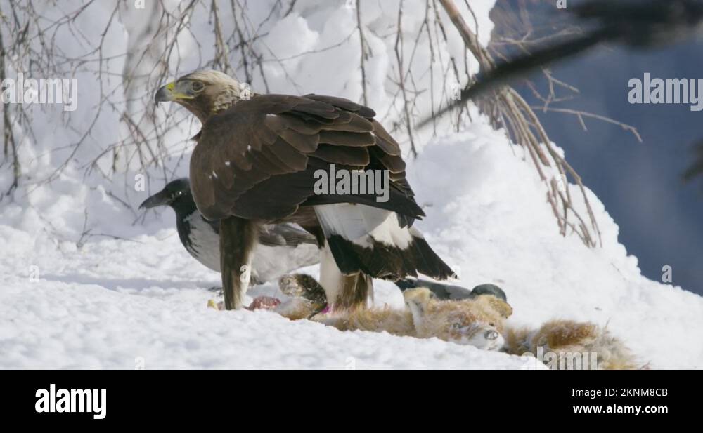 Closeup of a aggressive golden eagle scaring away crows and magpies from prey Stock Video